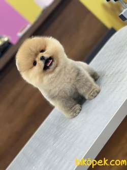 Pomeranian Boo En Kaliteli 2