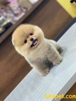Pomeranian Boo En Kaliteli 1
