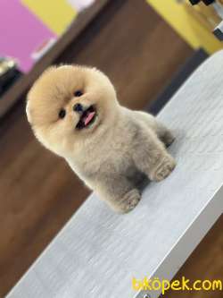 Pomeranian  Boo İ̇̇çin Doğru Adres 2