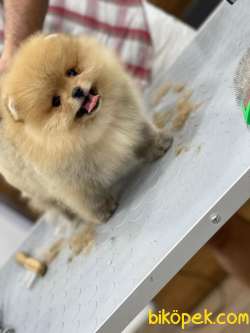 Pomeranian Boo Yavruları Pomsroyalll' Den 2