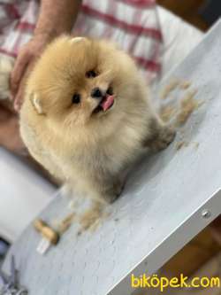 Pomeranian Boo Yavruları Pomsroyalll' Den 3