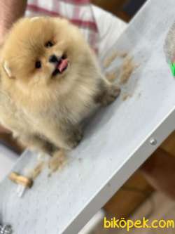 Pomeranian Boo Yavruları Pomsroyalll' Den 4