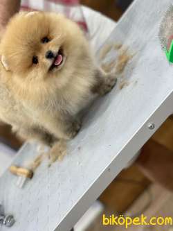Pomeranian Boo Yavruları Pomsroyalll' Den 1