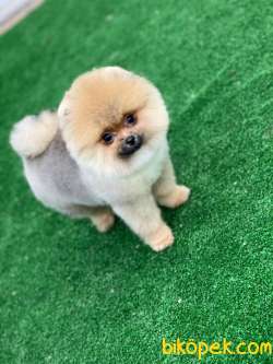 En Güzel Yavru Pomeranian Boo 3