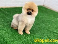En Güzel Yavru Pomeranian Boo 4