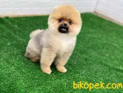 En Güzel Yavru Pomeranian Boo 1