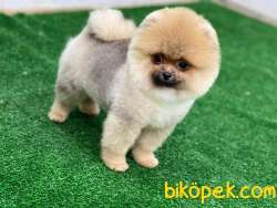 En Güzel Yavru Pomeranian Boo 2