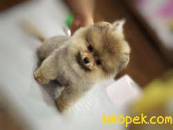 Güvenilir Adresten Pomeranian Boo 3