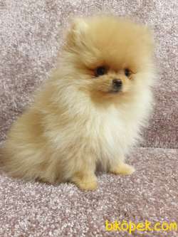 Pomeranian Boo Yavruları Pomsroyalll' Den 2