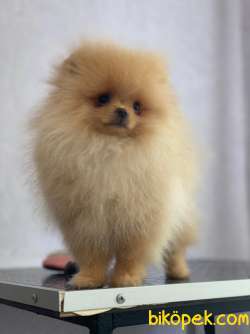 Pomeranian Boo Yavruları Pomsroyalll' Den 1