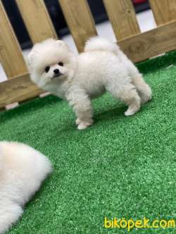 Pomeranian Boo Yavruları Bu Adreste 2