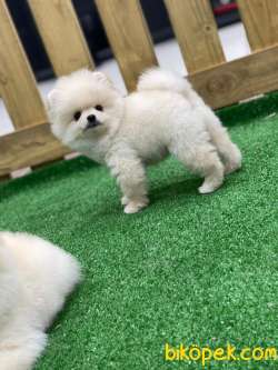 Pomeranian Boo Yavruları Bu Adreste 1