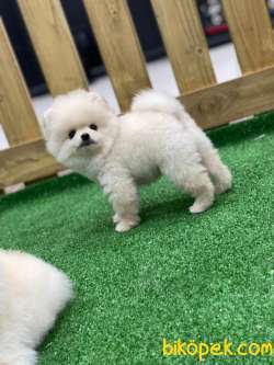 Pomeranian Boo Yavruları Bu Adreste 3