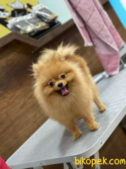 Kaliteli Pomeranian Boo 1