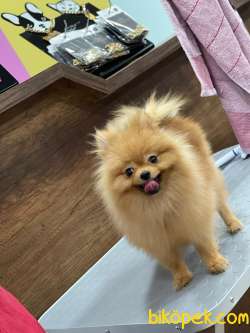 Kaliteli Pomeranian Boo 3