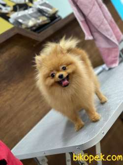 Kaliteli Pomeranian Boo 2