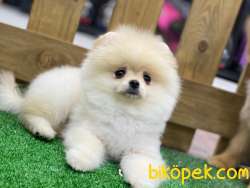 Pomeranian Boo Yavrularımız 3