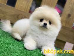 Pomeranian Boo Yavrularımız 1