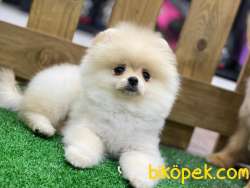 Pomeranian Boo Yavrularımız 2