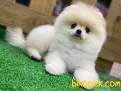 Pomeranian Boo Yavrularımız 4