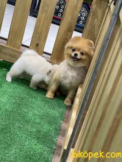 Hayat Pomeranian Boo İ̇le Güzel :) 3