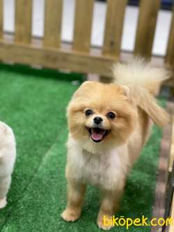 Hayat Pomeranian Boo İ̇le Güzel :) 1