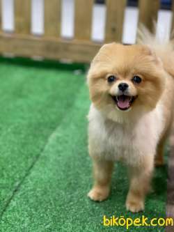 Hayat Pomeranian Boo İ̇le Güzel :) 2