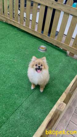 Pomeranian Boo İ̇lanımızı İ̇ncelediniz Mi? 5