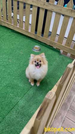 Pomeranian Boo İ̇lanımızı İ̇ncelediniz Mi? 3