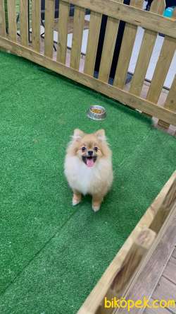 Pomeranian Boo İ̇lanımızı İ̇ncelediniz Mi? 2