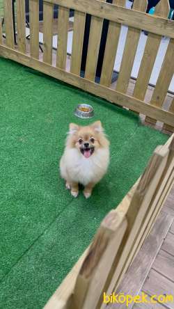 Pomeranian Boo İ̇lanımızı İ̇ncelediniz Mi? 4