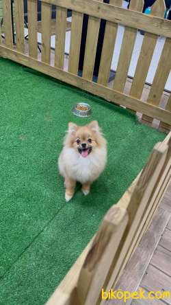 Pomeranian Boo İ̇lanımızı İ̇ncelediniz Mi? 1