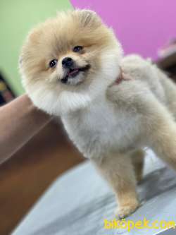 Boo Pomeranian Yavrular Teddy Face 3