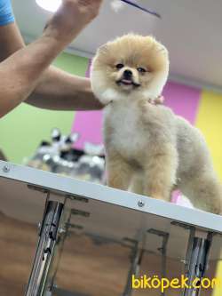 Boo Pomeranian Yavrular Teddy Face 1