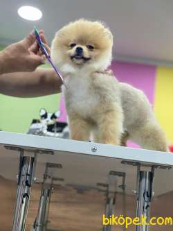 Boo Pomeranian Yavrular Teddy Face 4