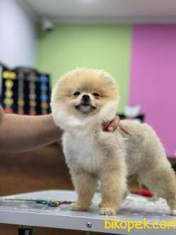 Boo Pomeranian Yavrular Teddy Face 2
