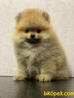Pomeranian Boo İ̇lanımızı İ̇ncelemeden Karar Vermeyin! 1