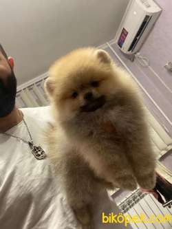 Pomeranian Boo İ̇lanımızı İ̇ncelemeden Karar Vermeyin! 3