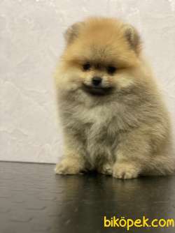 Pomeranian Boo İ̇lanımızı İ̇ncelemeden Karar Vermeyin! 2