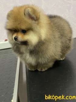 Kaliteli Pomeranian Boo Bu Adreste!!! 2