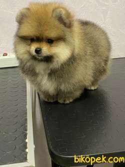 Kaliteli Pomeranian Boo Bu Adreste!!! 3