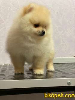 Pomeranian Boo Yavrularımız 2