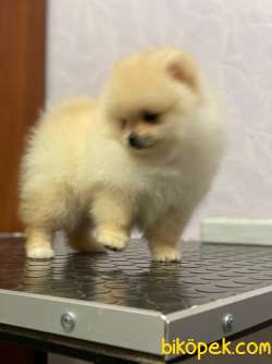 Pomeranian Boo Yavrularımız 3