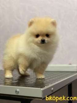 Pomeranian Boo Yavrularımız 1