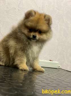 En Sevimli Pomeranian Boo 1
