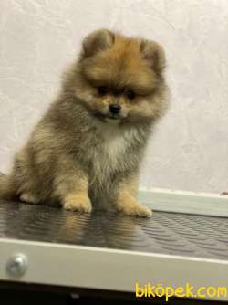 En Sevimli Pomeranian Boo 3