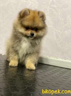En Sevimli Pomeranian Boo 2