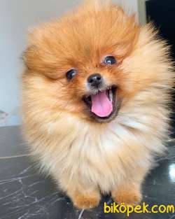 ORANGE POMERANİAN BOO 3