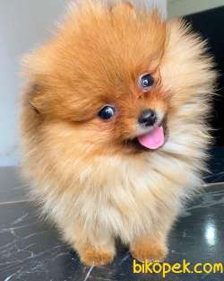 ORANGE POMERANİAN BOO 1