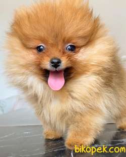 ORANGE POMERANİAN BOO 4